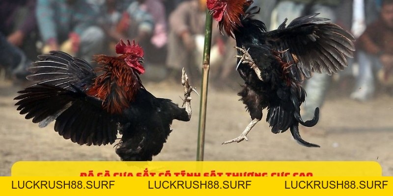 Đá Gà Cựa Sắt - Những Mẹo Đặt Cược Dễ Thắng 2026 - luckrush88.surf - LUCKRUSH88.SURF