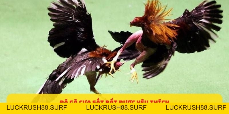Đá Gà Cựa Sắt - Những Mẹo Đặt Cược Dễ Thắng 2026 - luckrush88.surf - LUCKRUSH88.SURF
