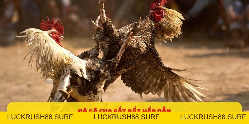 Đá Gà Cựa Sắt - Những Mẹo Đặt Cược Dễ Thắng 2026 - luckrush88.surf - LUCKRUSH88.SURF
