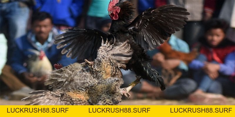 Đá Gà King88 - Đỉnh Cao Giải Trí Cảm Xúc Thăng Hoa - luckrush88.surf - LUCKRUSH88.SURF