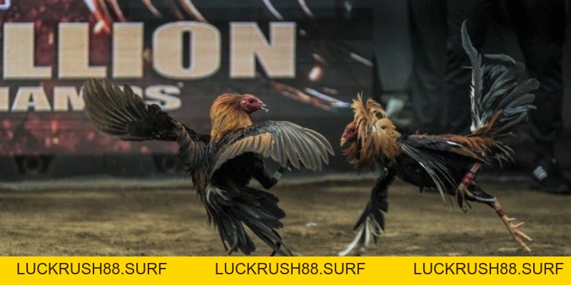Đá Gà King88 - Đỉnh Cao Giải Trí Cảm Xúc Thăng Hoa - luckrush88.surf - LUCKRUSH88.SURF