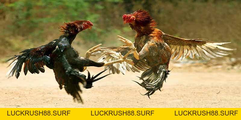 Đá Gà King88 - Đỉnh Cao Giải Trí Cảm Xúc Thăng Hoa - luckrush88.surf - LUCKRUSH88.SURF